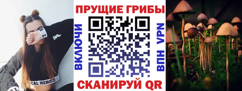Псилоцибиновые грибы Cubensis  darknet формула  Михайлов 